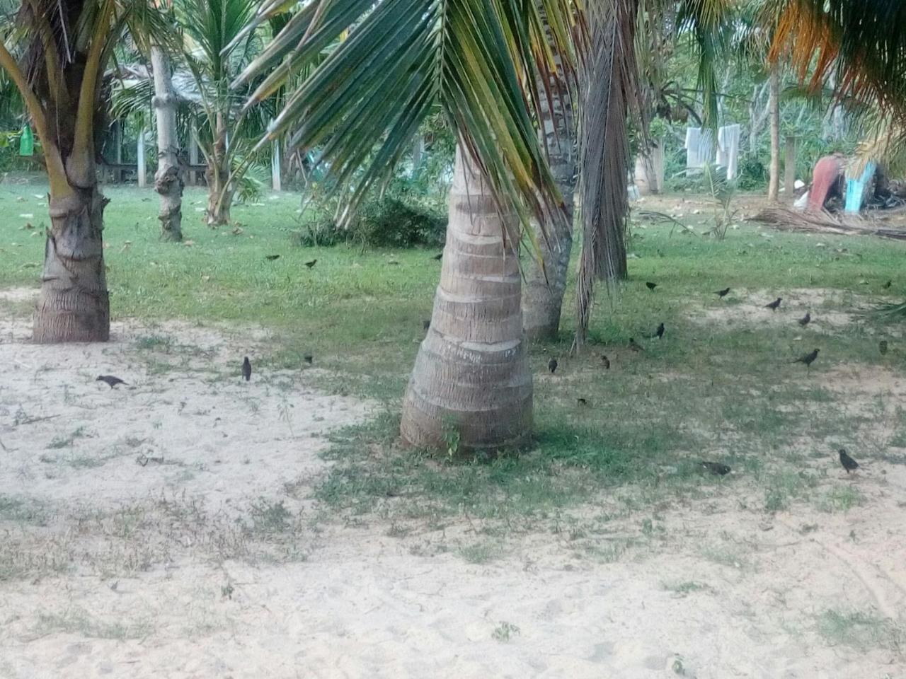 Beach Lagoon Guesthouse Tangalle Exterior photo