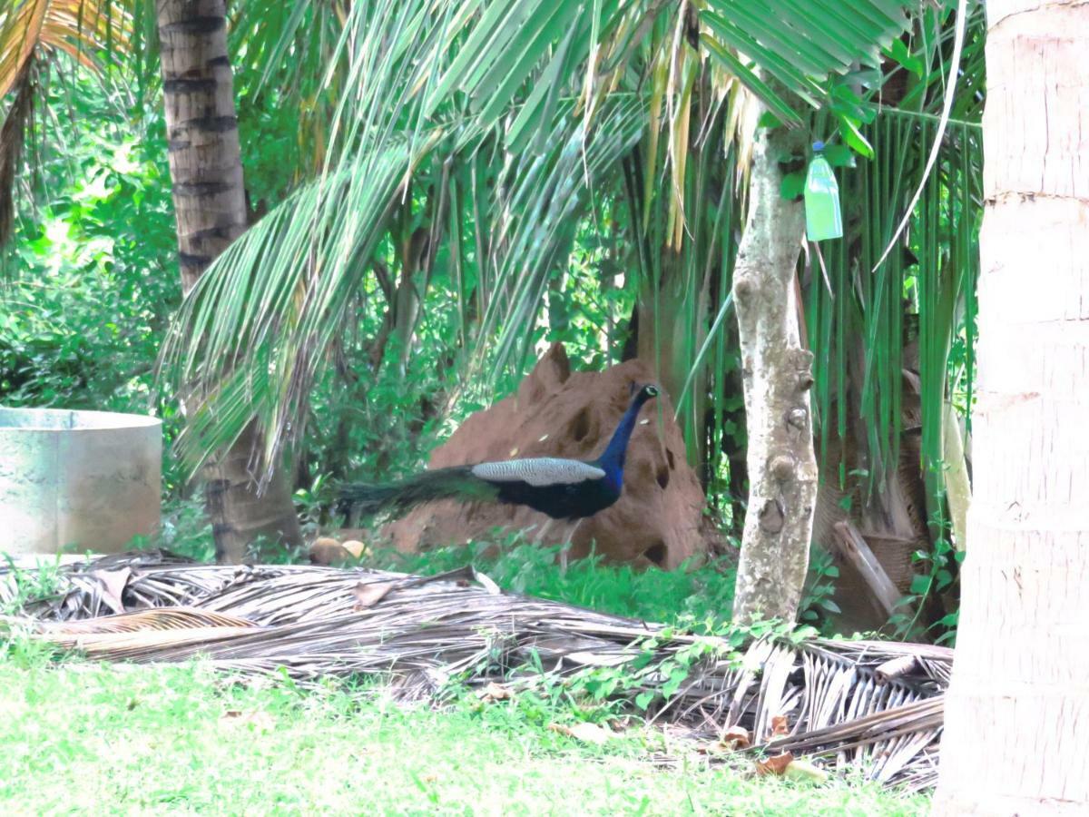 Beach Lagoon Guesthouse Tangalle Exterior photo